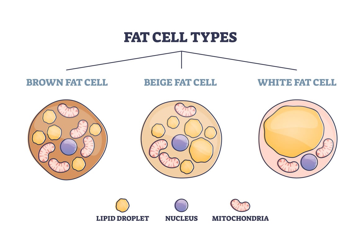 White Fat, Brown Fat, Beige Fat
