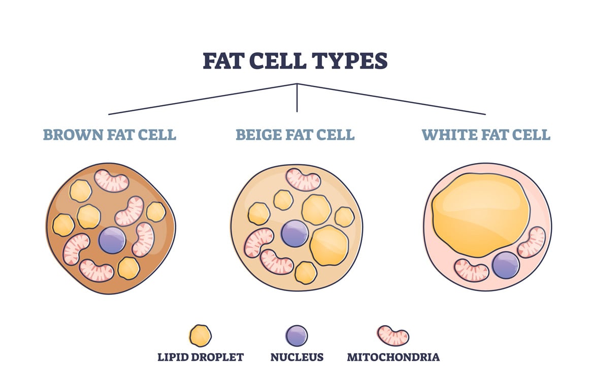 visual diagram of brown, beige, and white fat cells