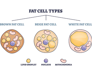 Fat Cell Types