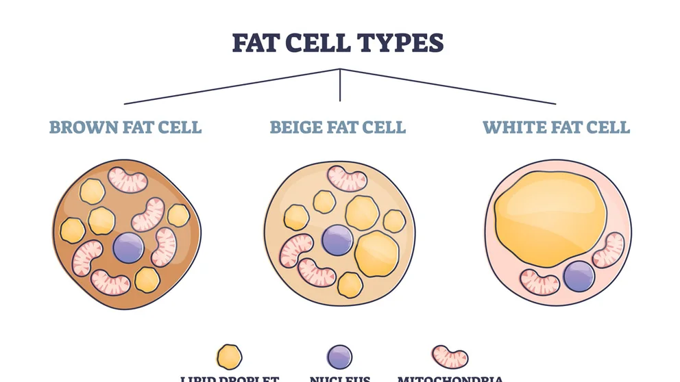 visual diagram of brown, beige, and white fat cells