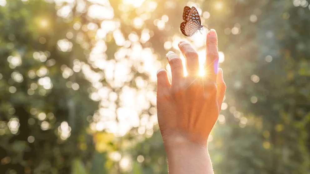 Butterfly daylight