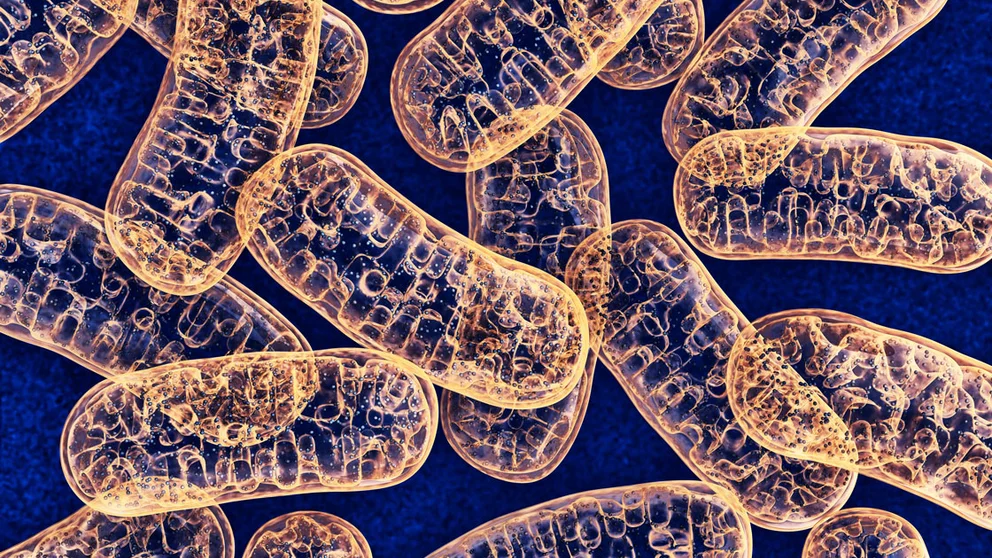 Supplement May Help Aging Blood Vessels