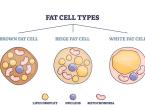 visual diagram of brown, beige, and white fat cells