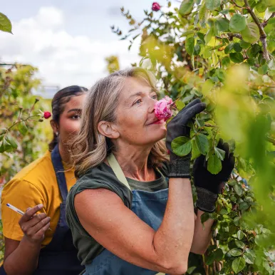 woman-smelling-rose-gardener-assistant-working-in-flower-garden